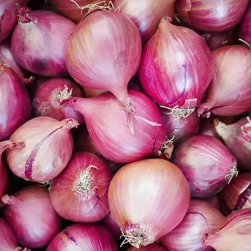 Onion Exporters